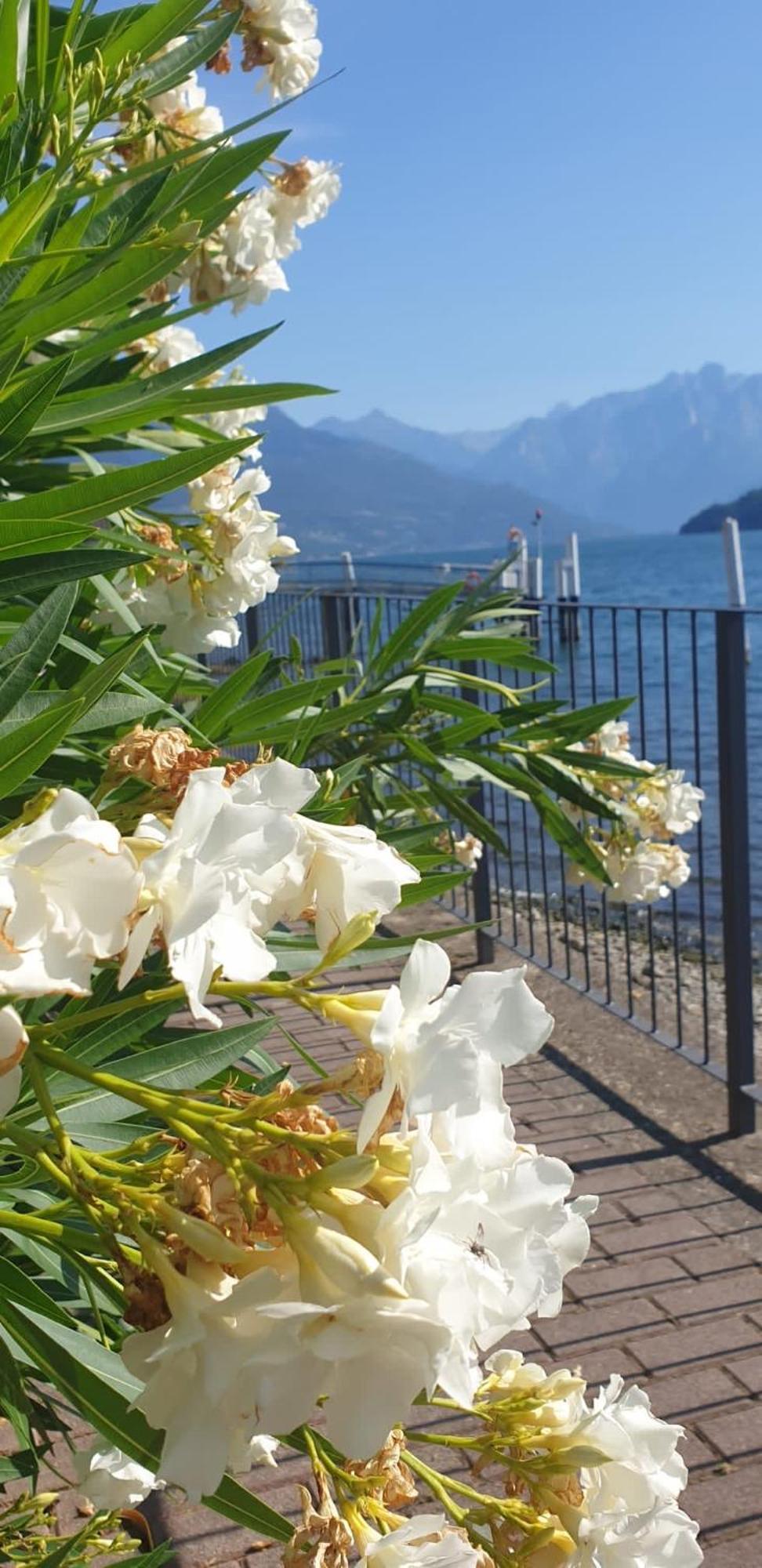Residence Laguna Beach Pianello Del Lario Zewnętrze zdjęcie