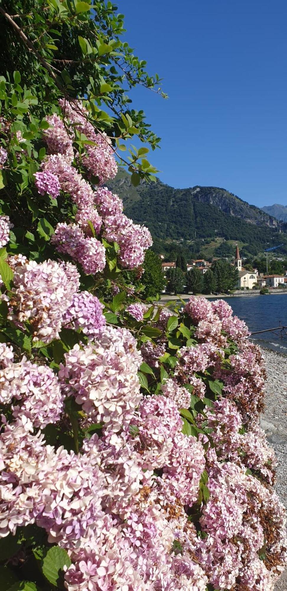 Residence Laguna Beach Pianello Del Lario Zewnętrze zdjęcie